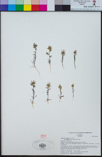 Navarretia hamata subsp. leptantha image