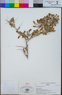 Grayia spinosa image