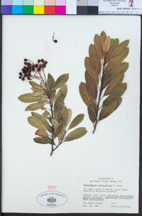 Heteromeles arbutifolia image