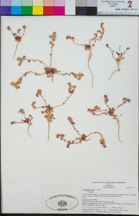 Calyptridium parryi image