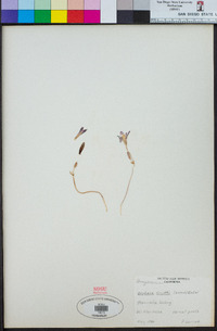 Brodiaea orcuttii image