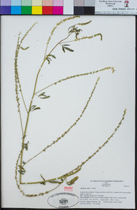 Melilotus albus image