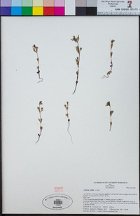 Collinsia childii image