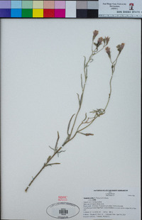 Palafoxia arida var. arida image