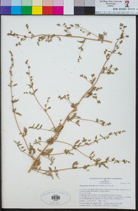 Chenopodium littoreum image