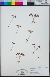 Chorizanthe fimbriata var. fimbriata image