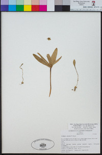 Fritillaria biflora var. biflora image
