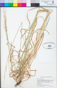 Bromus orcuttianus image