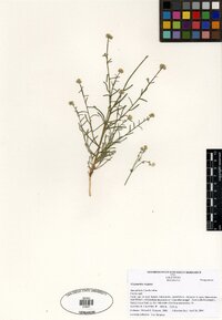 Cryptantha oxygona image