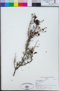 Keckiella antirrhinoides image