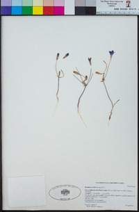 Brodiaea orcuttii image