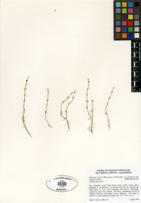 Pectocarya linearis subsp. ferocula image