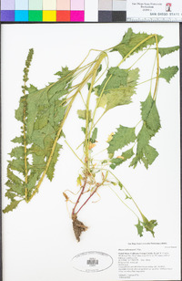 Chenopodium californicum image