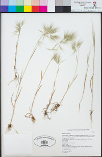 Bromus tectorum image