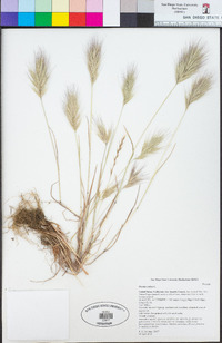 Bromus rubens image