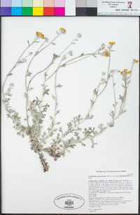Eriophyllum confertiflorum var. confertiflorum image
