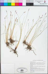 Eleocharis parishii image