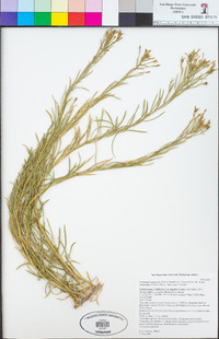 Ericameria nauseosa var. bernardina image