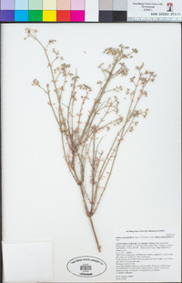 Galium angustifolium image