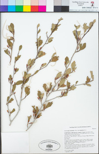 Cercocarpus betuloides var. betuloides image