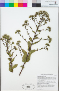 Image of Acourtia macrocephala