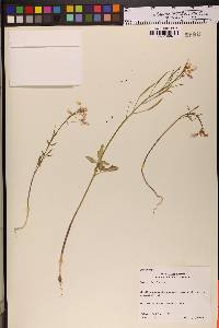 Cardamine californica image