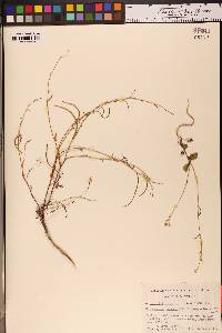 Streptanthus hesperidis image