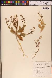 Streptanthus hispidus image
