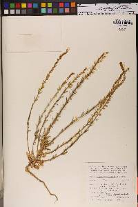 Thelypodium crispum image