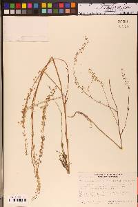 Thysanocarpus laciniatus image