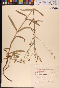 Anisocarpus madioides image