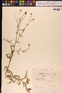 Anisocarpus madioides image