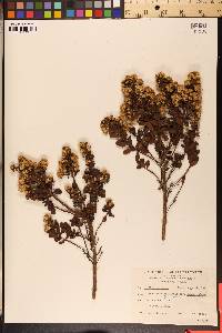 Baccharis pilularis image