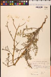 Chaenactis artemisiifolia image