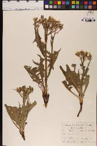 Crepis acuminata image