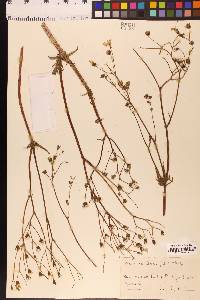 Crepis capillaris image