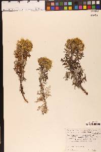 Eriophyllum staechadifolium image