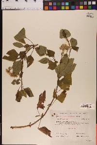 Ageratina adenophora image