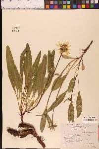 Helianthella californica image