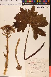 Petasites frigidus var. palmatus image