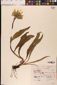 Wyethia angustifolia image