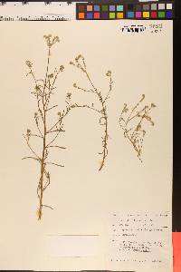 Cryptantha flaccida image