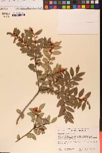 Vaccinium ovatum image