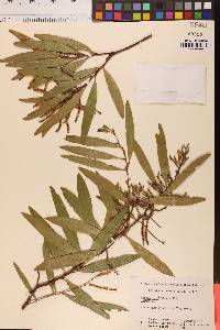 Acacia longifolia image