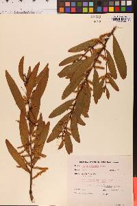 Acacia longifolia image