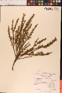 Cytisus multiflorus image