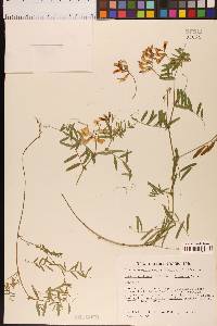 Vicia americana subsp. minor image