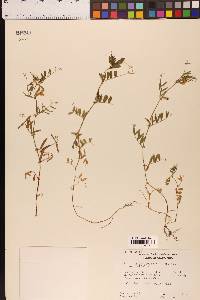 Vicia sativa subsp. nigra image