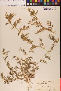 Vicia lutea image