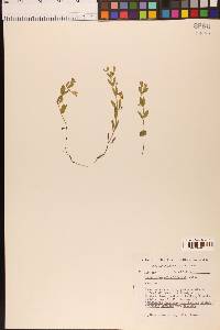 Scutellaria antirrhinoides image